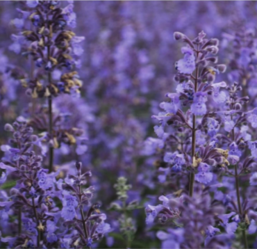 Nepeta Racemosa Select Seeds | Persian Dwarf Catmint Hardy Perennial Flower | Pollinator Friendly