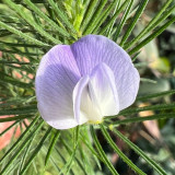 Feather-leaved Psoralea Seeds – Beautiful dense blooms, lightly scented, multipurpose, and perfect for gardeners of all levels