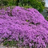 Creeping Thyme Seeds – Drought-Tolerant Perennial with Pink-Purple Flowers, Easy to Grow for Borders & Rock Gardens