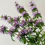 Lemon Mint Seeds – Brightly coloured, long-flowering, easy to grow, perfect for balconies, gardens, and indoor décor