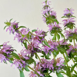Lemon Mint Seeds – Brightly coloured, long-flowering, easy to grow, perfect for balconies, gardens, and indoor décor