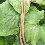 Longzhong Burdock Seeds – Easy to Grow, with Edible & Medicinal Value, Suitable for Commercial and Home Planting