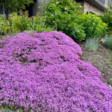 Creeping Thyme Seeds – Drought-Tolerant Perennial with Pink-Purple Flowers, Easy to Grow for Borders & Rock Gardens
