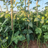 Heimei No. 1 Cowpea Seeds – Extra-long pods, early-maturing, high-yielding, easy to grow, and ideal for home gardening