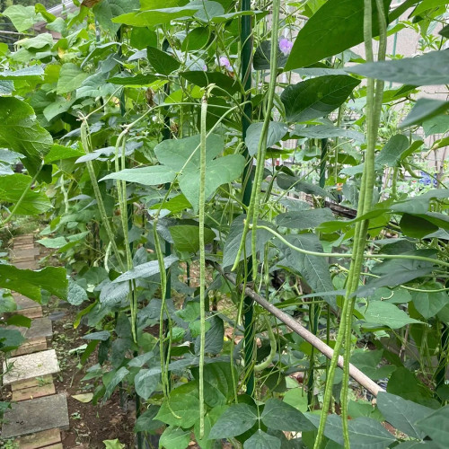 Heimei No. 1 Cowpea Seeds – Extra-long pods, early-maturing, high-yielding, easy to grow, and ideal for home gardening