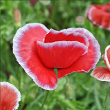 Red with White Edge Corn Poppy Seeds – Unique Bicolor Annual, Easy to Grow, Ideal for Borders & Cut Flowers