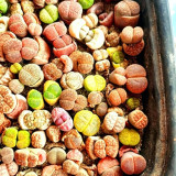 Mixed Lithops Seeds – Unique Plant, Vibrant Colors, Easy to Grow & Maintain, Ideal for Home & Office Décor