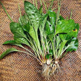 Common Plantain Seeds – Premium Herb, Highly Adaptable, Easy to Grow, Low Maintenance, Edible & Medicinal