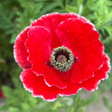 Red with White Edge Corn Poppy Seeds – Unique Bicolor Annual, Easy to Grow, Ideal for Borders & Cut Flowers