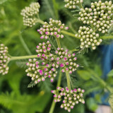 Pink Yarrow Seeds – Long-Blooming Perennial, Easy to Grow, Ideal for Landscaping, Cut Flowers & Containers
