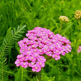 Pink Yarrow Seeds – Long-Blooming Perennial, Easy to Grow, Ideal for Landscaping, Cut Flowers & Containers