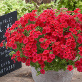 Scarlet Annual Phlox Seeds – Phlox drummondii 'Crimson Beauty', Dwarf Compact, Fragrant Cut Flower, Easy to Grow