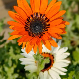 Double Cape Daisy Mixed Colors Seeds – Venidium fastuosum 'Zulu Prince', Long Blooming, Perfect for Pots & Cut Flowers