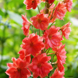 Red Rocket Larkspur Seeds – Consolida ajacis, Double Red Blooms Tall Cut Flower for Garden Landscaping