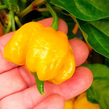 Yellow Carolina Reaper Pepper Seeds – Capsicum chinense, Superhot Chili, High-Yield & Ornamental Garden Plant