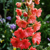 Red Rocket Larkspur Seeds – Consolida ajacis, Double Red Blooms Tall Cut Flower for Garden Landscaping