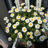 White Crystal Daisy Seeds – Mauranthemum paludosum, High Germination, Annual Biennial, Great for Borders & Landscapes