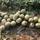 Xinlimei Radish Seeds | Raphanus sativus – Fresh-Eating, Purple Flesh, Crisp & Sweet