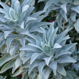 California White Sage Seeds - Salvia apiana, Aromatic Lamiaceae Perennial Shrub Herb for Landscape Decoration