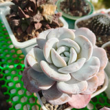 Pure Snow Lotus Succulent Seeds | Echeveria laui, Original Thick White Powder Rosette Echeveria