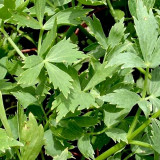 Garden Lovage Seeds – Levisticum officinale, Edible Perennial Herb, Wild Edible Greens, Celery & Fennel Aroma