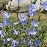 Coffee Chicory Seeds – Cichorium intybus, Roasted Root Used as Coffee Substitute, Edible Herb, Blue-Flowered Ornamental Variety