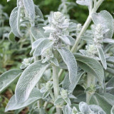 Lamb's Ear Seeds - Stachys byzantina, Drought-Tolerant Perennial, Cold-Hardy Silver Groundcover