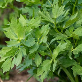 Garden Lovage Seeds – Levisticum officinale, Edible Perennial Herb, Wild Edible Greens, Celery & Fennel Aroma