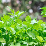 Italian Chervil Seeds - Anthriscus cerefolium, Fine Leaf Anise Flavor Culinary Herb, Western Cuisine Fine Parsley