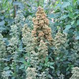 White Quinoa Planting Seeds – Chenopodium quinoa, High-Yield, Adaptable & Stable Crop