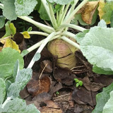 Giant Turnip Seeds – Brassica rapa subsp. rapa, High-Yield Root Vegetable, Disease Resistant & Adaptable