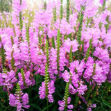 Pink Obedient Plant Seeds – Physostegia virginiana, False Dragonhead, Perennial Pink Flowers, Easy to Grow