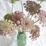 Chocolate Lace Flower Seeds – Daucus carota 'Dara', Rare Chocolate-Colored Flowers, Ideal for Border Edging