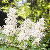 Goat's Beard Seeds – Aruncus dioicus (Walter) Fernald, Tall Feathery White Plumes, Ideal for Border Edging