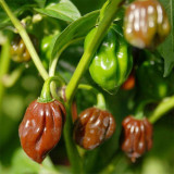 Chocolate Habanero Pepper Seeds – Small Brown Pods, Thick Flesh, Intense Spiciness