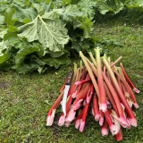 Garden Rhubarb (Rheum × hybridum) Seeds – Cold Hardy Perennial Pie Plant, Ideal for Home Gardens & Baking