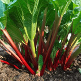 Garden Rhubarb (Rheum × hybridum) Seeds – Cold Hardy Perennial Pie Plant, Ideal for Home Gardens & Baking