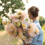 Aster 'Valkyrie Brunhilde Chamois' Seeds – Needle-Petaled China Aster with Pink-Tinged Blooms