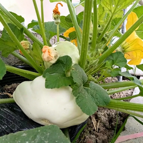 White Flying Saucer Squash Seeds – Cucurbita pepo 'White UFO', High-Yield Ornamental Edible Summer Squash