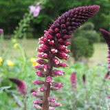 'Beaujolais' Purple Loosestrife Seeds | Lysimachia atropurpurea | Deep Purple Spike Flower