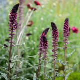 'Beaujolais' Purple Loosestrife Seeds | Lysimachia atropurpurea | Deep Purple Spike Flower