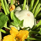 White Flying Saucer Squash Seeds – Cucurbita pepo 'White UFO', High-Yield Ornamental Edible Summer Squash