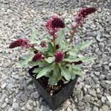'Beaujolais' Purple Loosestrife Seeds | Lysimachia atropurpurea | Deep Purple Spike Flower