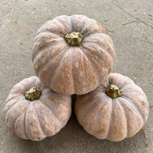'Jing Xiangmi 201' Pumpkin Seeds – Cucurbita maxima, Sweet Powdery Flesh, Exceptional Taste, Ideal for Commercial Growing