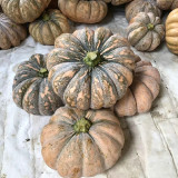 'Jing Xiangmi 201' Pumpkin Seeds – Cucurbita maxima, Sweet Powdery Flesh, Exceptional Taste, Ideal for Commercial Growing