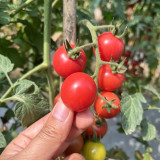 'Zhongying 2478' Cherry Tomato Seeds - Solanum lycopersicum, Indeterminate Pink Variety, High-Yield, Crack-Resistant