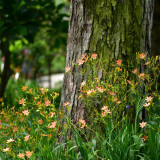 Blackberry Lily Seeds | Iris domestica | Medicinal Ornamental Perennial Herb