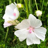 White Flowered Mallow Seeds - Malva sinensis – Ornamental White-Flowering Plant, Easy to Grow, Ideal for Home Gardening