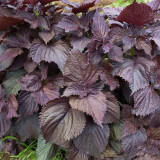 'Zifei' Purple Perilla Seeds – Perilla frutescens, Fast-Growing Aromatic Herb for Salads, Pickling & Spice