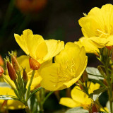Yellow Evening Primrose Seeds – Oenothera fruticosa, Perennial Garden Flower, Night-Blooming, Highly Adaptable